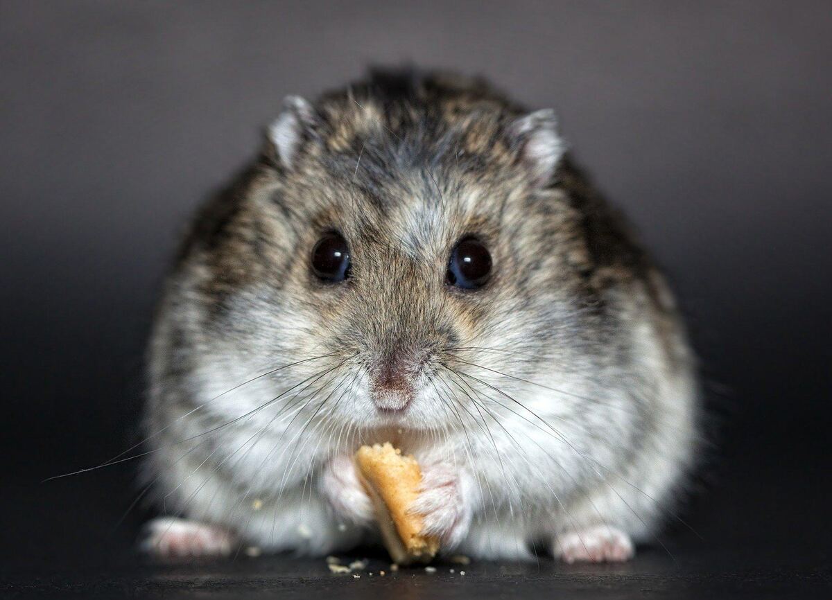 Sirens And Hamsterkaufe